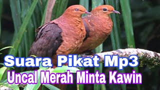 Suara Uncal Merah Minta Kawin Cocok Buat Mikat