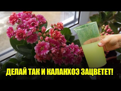 Видео: Когда цветет каланхоэ - советы, как заставить каланхоэ снова цвести