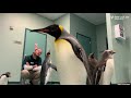 A Penguin Play Date at the Saint Louis Zoo