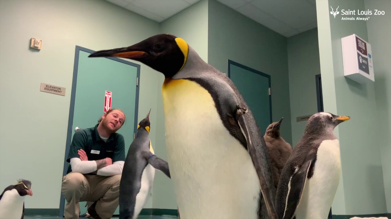 A Penguin Play Date at the Saint Louis Zoo 