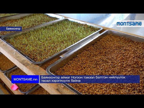 Видео: Astragalus соёолж навч