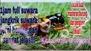 1jam full masteran jangkrik alam | mastetan burung | pengusir tikus