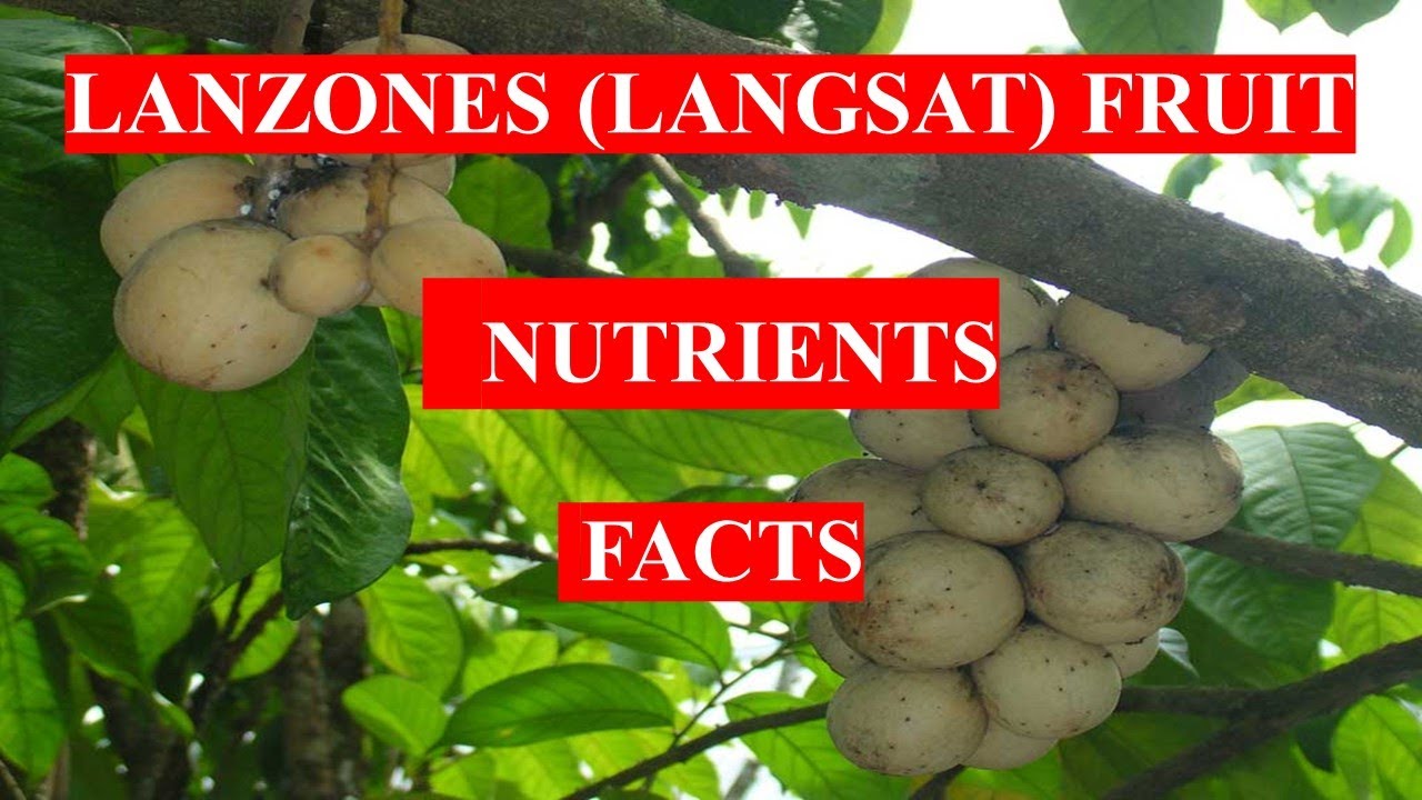 Lanzones Langsat Fruit Health Benefits And Nutrients Facts Youtube