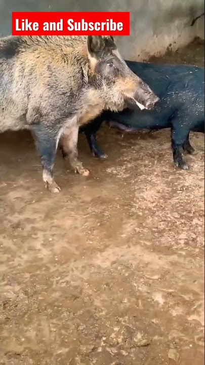 Amazing Pigs Breeding Stocks 🐖 How to Choose them #shorts #pig #swine #animal #pets #farrowing #usa