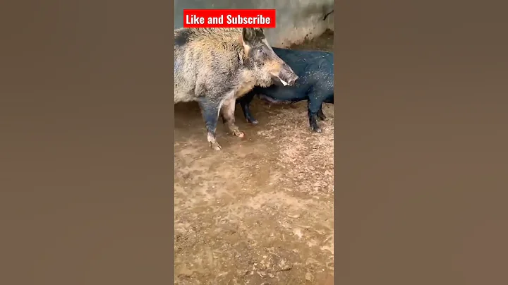 Amazing Pigs Breeding Stocks 🐖 How to Choose them #shorts #pig #swine #animal #pets #farrowing #usa