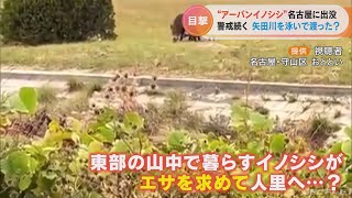 アーバンイノシシが名古屋に出没　各地で警戒が続く　川を泳いで渡って移動した？(2022/11/22)