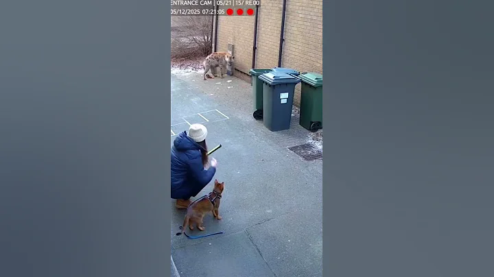 Video 11816241: abyssinian cat, cat show