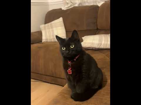 C1eraa Plead The Fifth Cat Catlover Kitty