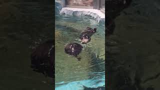 Otters Cutie Players Buddies Round And Round We Go Sea World Abu Dhabi Travel World Family Blessings