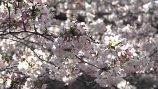 Sakura no kiseki -ORIGINAL- short Ver.(Fingerstyle Guitar)