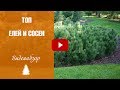 Ели и сосны 🌲 Топ самых лучших сортов ➡ Уход и выращивание