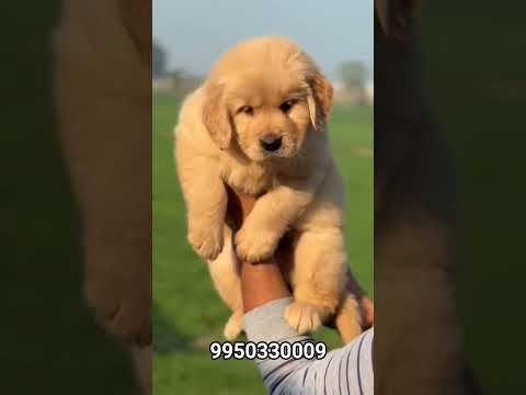 I Taught My Dog to Talk and Now He Won't Stop...