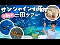 行く前に見て！サンシャイン水族館が100倍楽しめる徹底解説ツアー（sunshine aquarium tokyo）