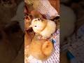 বাচ্চা গুলো এখুনি ব্রুডিং এ ছাড়লাম #islamicstatus #viralvideo #foryou #trending #chicken #shorts