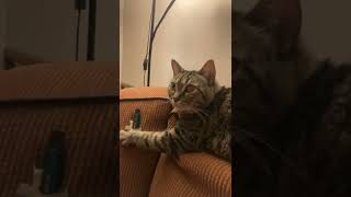 Cat Holding Onto Vape On Couch Guy Asks For It