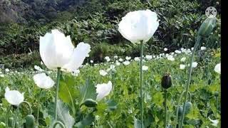 Ntiaj Teb Txoj Kev Lwj Siab