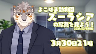 【雑談配信】よこはま動物園ズーラシアの写真を見よう！2024/03/18撮影【Vtuber/凍凪コウガ】