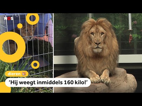 Video: Waar worden leeuwen gevonden?