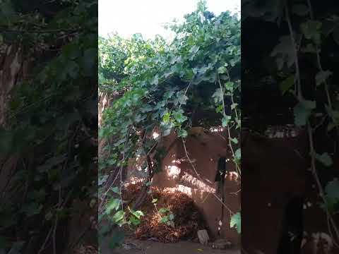 الريف المصري القديم الريف  