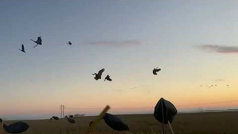 Sandhill Crane hunting over Sillosocks in Saskatchewan