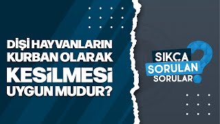 Dişi Hayvanların Kurban Olarak Kesilmesi Uygun mudur?