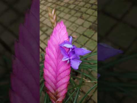 Video: Sky Plant Bromeliads - Kako uzgajati biljku Tillandsia Sky