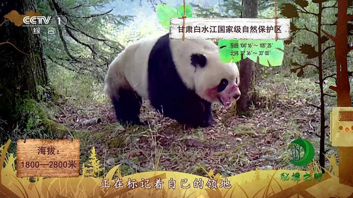 《秘境之眼》 野生大熊貓 20190101| CCTV - 天天要聞
