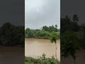 ये पानी है या चाय?🤔| Monsoon Wonders!| Nature |#Shorts