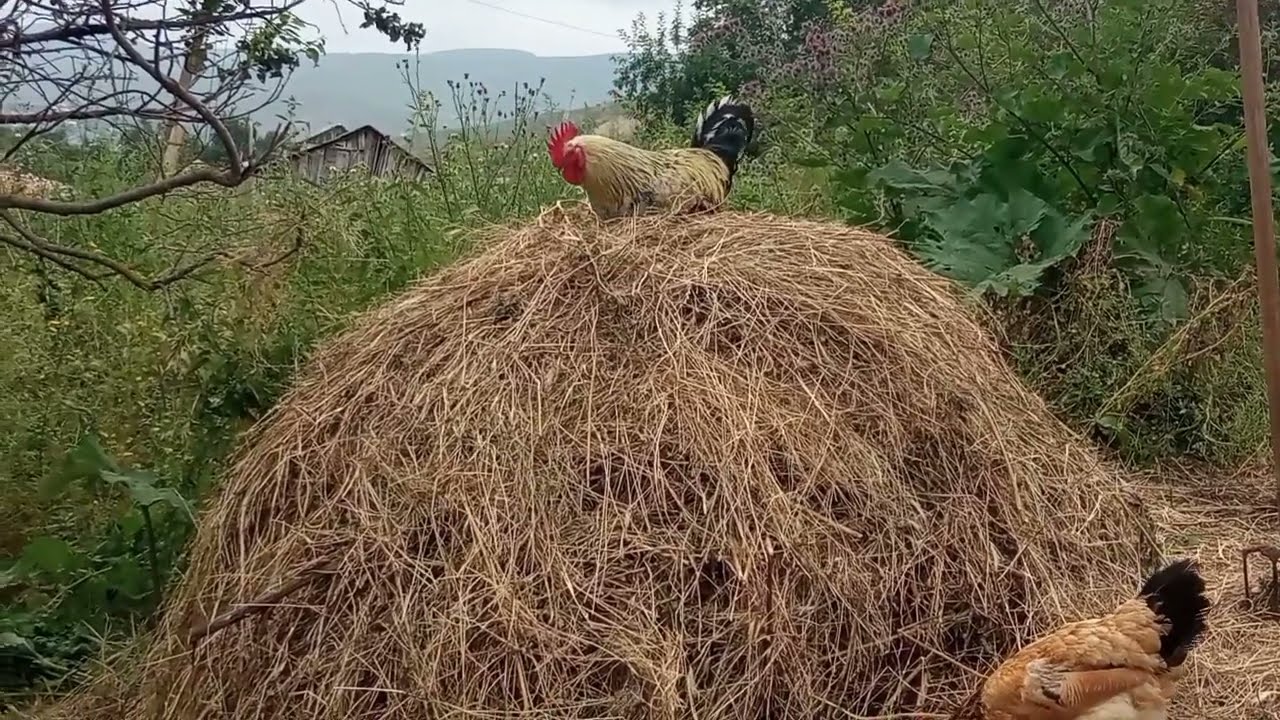 Toyuqlarda xestelik gəzir qarşını necə almaq olar və necə müalicə etmək lazımdır ❓