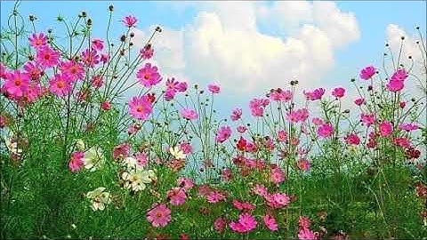 Thumbnail of 동심초 - 소프라노 강혜정