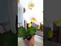 ESPAÑA.Una orquidea de espectaculo.