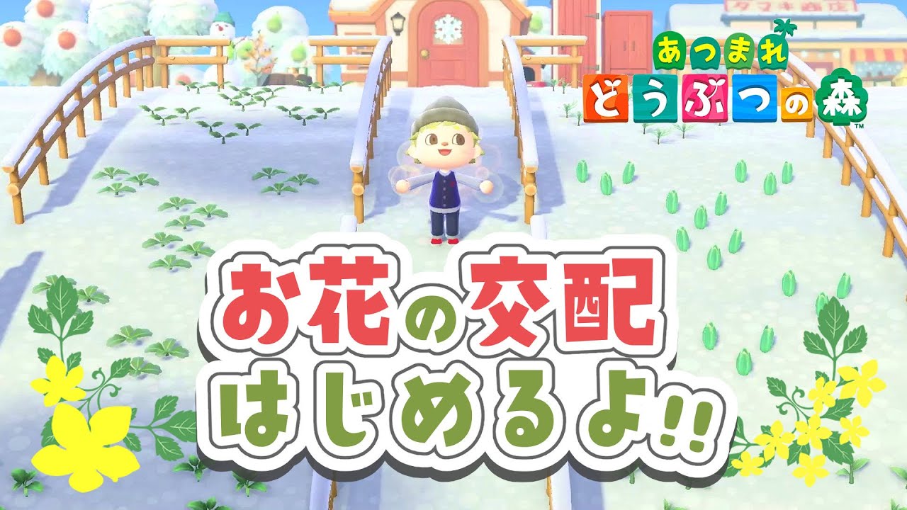 あつ森 】お花の交配エリアを作ります🌼【 あつまれどうぶつの森
