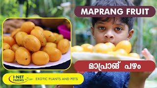 Maprang Fruit | മാപ്രാങ് പഴം | I-Net Exotic Farms