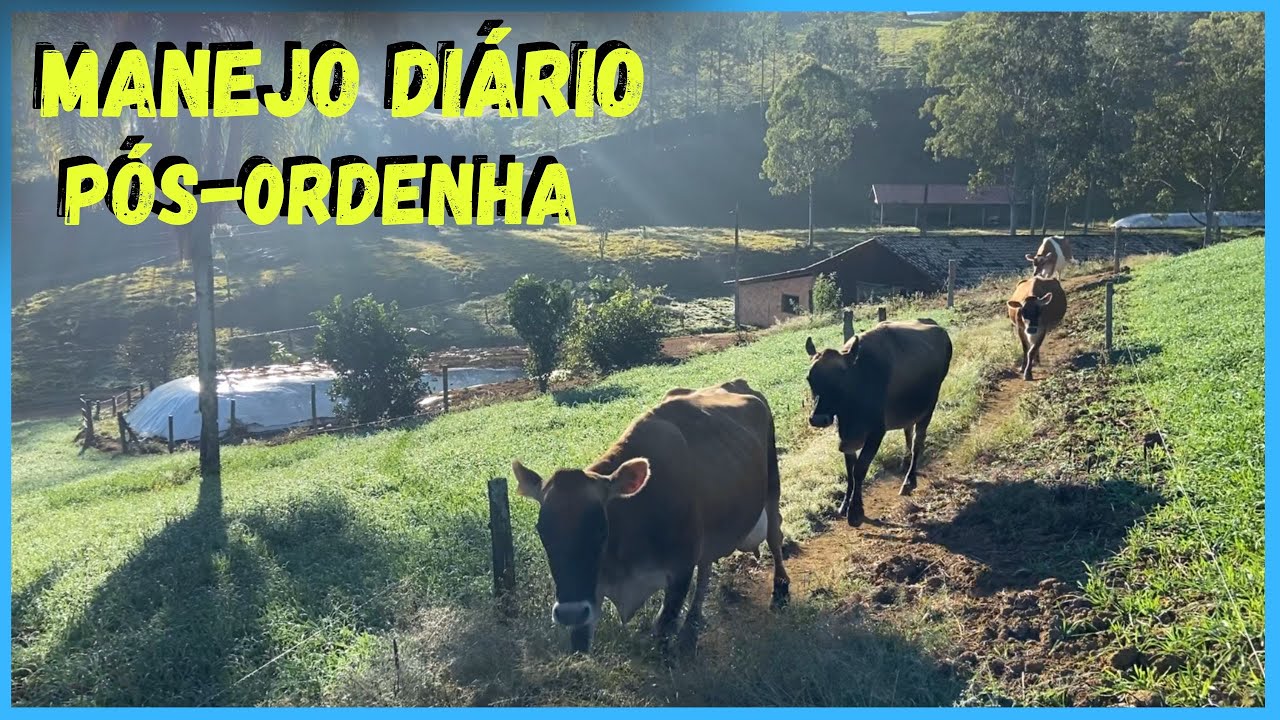 Rotina com as vacas e bezerras após a ordenha da manhã.