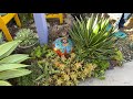 Removing the Pups from their Mother Agave Quadracolor