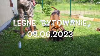 Miot 'W' Ogary Polskie Leśne Bytowanie FCI; Urodzone 05.05.2023 rok. Film od  MotoKadr.com Fotograf