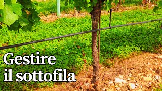 Gestione Sostenibile Del Sottofila In Vigna