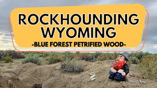Rockhounding Wyoming  Blue Forest Petrified Wood