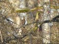 Rotdrossel (Film 2) - Turdus iliacus im Raaderwald