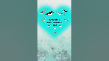 Save the Dates! 🗓️ #WorldShorebirdsDay24 & #GlobalShorebirdCount 🌎 #CaribShorebirds #shorts