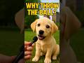 What's Your Dog REALLY Thinking? #shorts