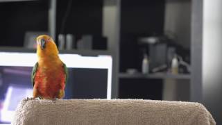 Jenday Conure Dancing to Billy Jean