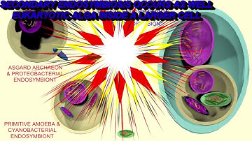 EUKARYOGENESIS SONG