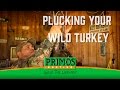 How to Pluck a Wild Turkey