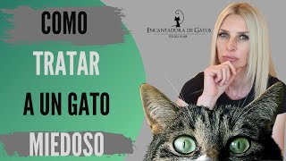 CÓMO QUITAR MIEDO A UN GATO | Encantadora de Gatos