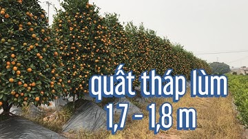 quất tết 2022 quất tháp lùm đẹp lh 086 8385228 giá quất tại vườn