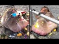 Los Animales Más Gordos Del Planeta