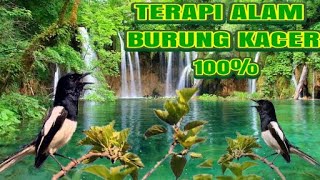TERAPI AIR HUJAN ALAM BURUNG KACER// Terbaru 2020
