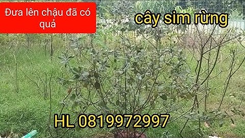 Cây sim Rừng cằn vừa đưa lên chậu cực đẹp/Sỉ lẻ cây sim rừng giống vụ tới ra hoa 0819972997