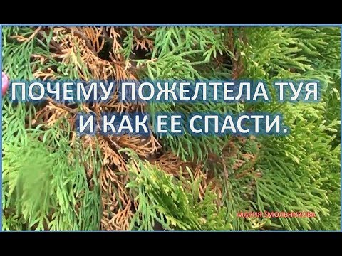 Почему пожелтела туя и как ее спасти. Болезни хвойных растений.